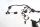 Cablaggio cablaggio principale BMW K 1200 S K40 K12S 0581 BMW K 1200 S K12S K40 04-08