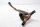 Udstødningsmanifold, forbindelsesrør, udstødningsføring Honda XL 1000 V Varadero SD01 99-00