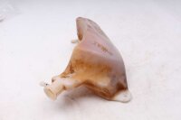 Kylvätskeexpansionstank Triumph Tiger 1050 115NG 07-13