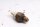 Coolant temperature sensor Kawasaki ER 5 Twister ER500A/B-D 01-06