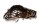 Kupplungsdeckel Motordeckel Antrieb Abdichtung BMW F 650 GS R13 0172 00-03