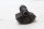 Balansaxellager, vevaxelmodul, motor BMW R 1200 GS K25 0307 R12 04-07