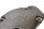 Cuscinetto del cappello del cuscinetto dellalbero a camme Ducati Multistrada 620 ZDMA103AA 05-07