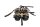 Karburatorenhed, dobbelt karburator, vakuumkabel, chokerkabel Ducati Monster 600 95-95