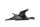 Right side cover panel Honda VFR 800 V4 Vtec RC46A 02-05