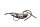 Brændstofpumpe, benzinpumpe, leveringsenhed BMW R 1150 R Rockster 0308 R21 03-05
