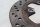 Rear drilled brake disc, single disc Suzuki GSF 1200 S Bandit WVA9 01-05