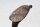 Seitenständer Seitenständerschalter Montagesatz Honda Pan European SC26 90-01