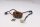 Alternator stator pulse generator generator Yamaha XP 530 T-Max DX 17-17