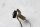 Kabelhärva bakre blinkerskontakt BMW K 1200 R Sport K12R K43HV 0585 07-08