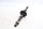 Camshaft exhaust timing shaft Suzuki GSF 1200 Bandit GV75A 96-00