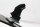 couvercle avant du support de panneau de garniture Honda ST 1100 Pan European SC26 90-01