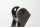 Piastra di supporto per poggiapiedi anteriore sinistra 2342547 BMW R 1150 GS R21 0415 99-04