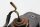 Baglygte, bremselys, baglygte Honda XRV 750 Africa Twin RD04 90-92