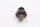 Oliedruksensor, drukschakelaar, sensor, motor BMW R 1150 GS R21 0415 99-04