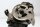 Corps de papillon droit, collecteur dadmission BMW R 1100 GS 259 0409 93-99