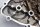 Alternator cover, engine cover, gasket BMW F 650 GS Dakar R13 0176 00-03