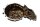 Couvercle dembrayage, couvercle de carter moteur, siège de joint BMW K 1300 R K43 0518 09-15