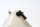 Coolant expansion tank, engine cooling tank KTM Duke 690 690DUKE 08-09