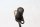Crankshaft sensor, pulse generator, engine speed Moto Guzzi California III VW 87-93
