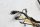 Kabelboom, ontstekingsbedrading, snelheidsmeterweergave Moto Guzzi California III VW 87-93