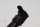 Bobine dallumage gauche, bobine dallumage simple BMW R 1150 R Rockster R28 0308 03-05