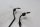 Durite de frein avant ABS, double durite, kit de fixation BMW R 1200 GS K25 0307 R12 04-07