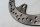 Perforated brake disc, front left right BMW R 1150 R Rockster R28 0308 03-05