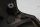 Housse de siège gauche, siège conducteur BMW R 1200 CL 0442 K30 259C 03-05