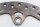 Front brake disc, drilled; front brake rotor, drilled BMW R 1200 GS K25 0307 R12 04-07