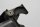 Kennzeichenhalter Spritzschutz Heckverkleidung Kawasaki ZR 7S ZR750F H 01-04