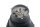 Hållare för strålkastarhölje för reflektor BMW R 1150 R Rockster R28 0308 03-05