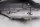 Rear left grab handle, passenger grab handle BMW F 650 GS Dakar R13 0176 00-03