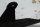 Rear chain guard sprocket cover Ducati Monster 1200 S M600 14-16
