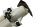 Bränslepump bensin tankenhet Siemens sugfilter BMW R 1200 S K29 0366 06-08