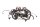 Kabelboom zekeringkast relais bedrading Aprilia SMV 750 Dorsoduro M551M 08-17