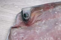 Side cladding cladding left Kawasaki GPZ 550 D KZ550B/D 81-81